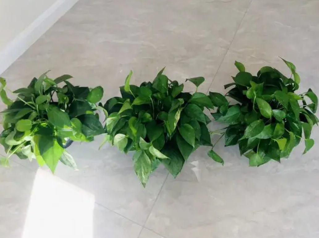 龍發裝飾綠植推薦